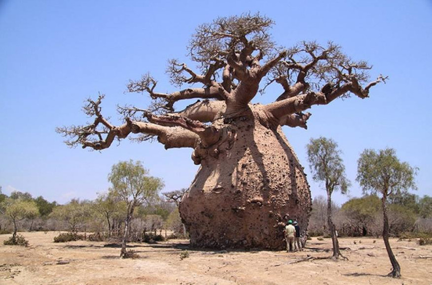 Planet life in a tree. - Planet Earth, The photo, Tree, Longpost