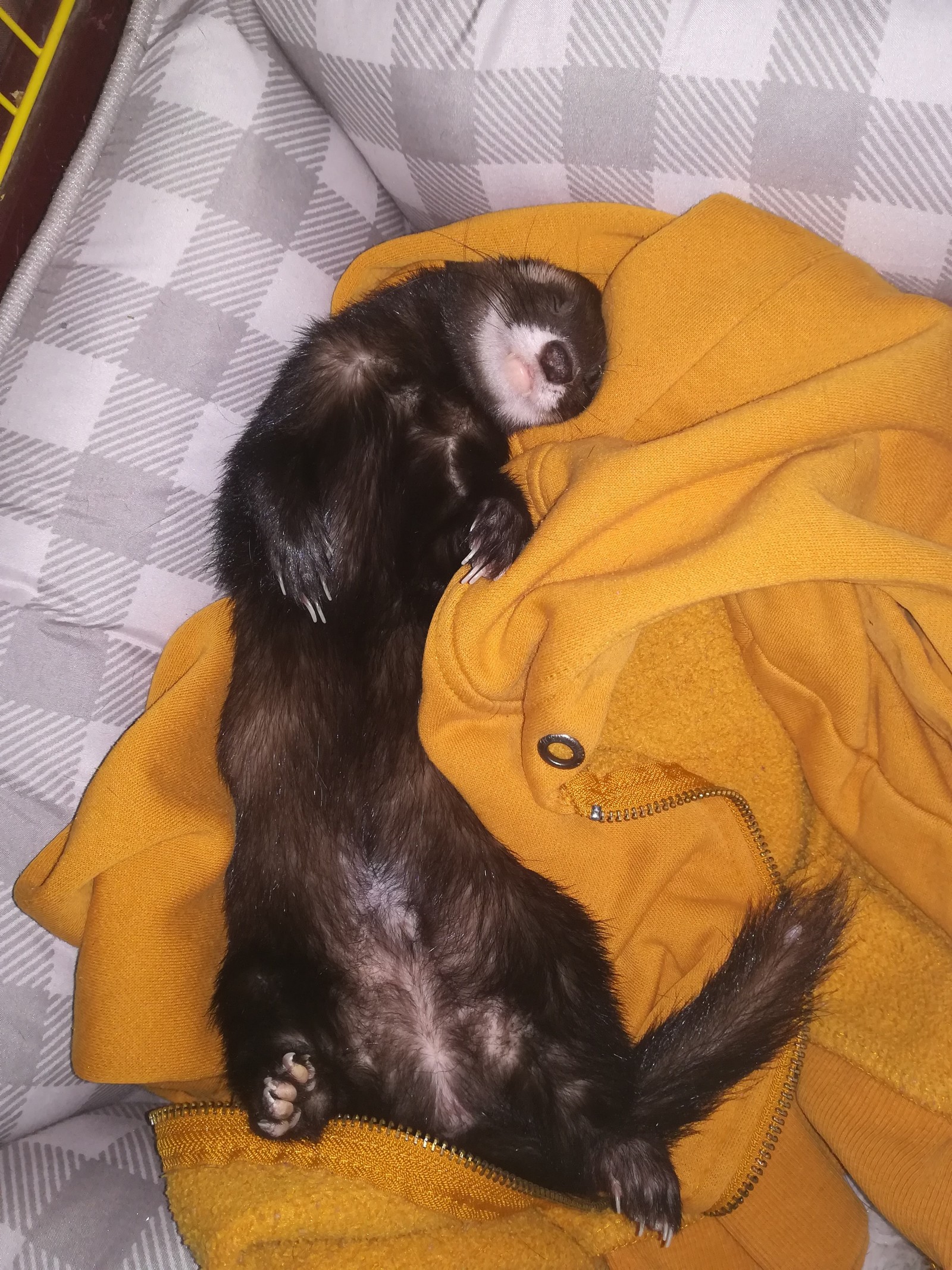 My pet. - Ferret, Pet, Longpost, Pets