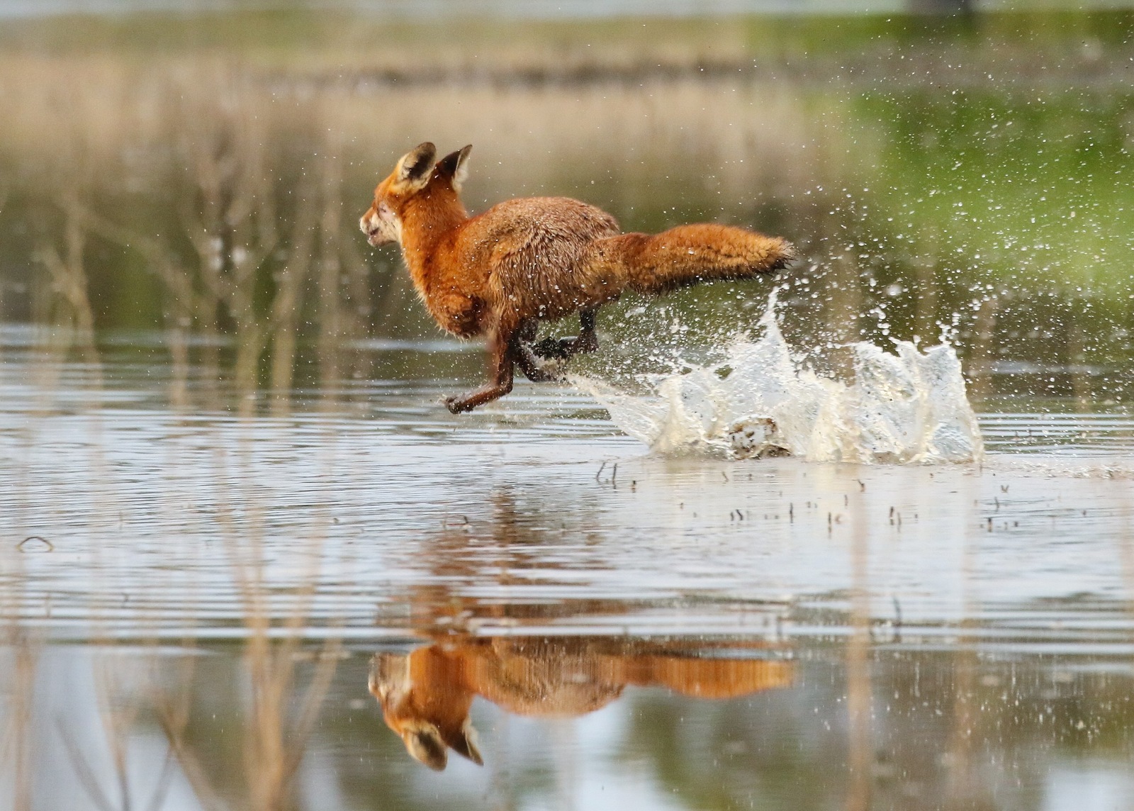 Wave Runner ^.^ - Fox, Redheads, Lucky shot, The photo, Animals, Lucky moment