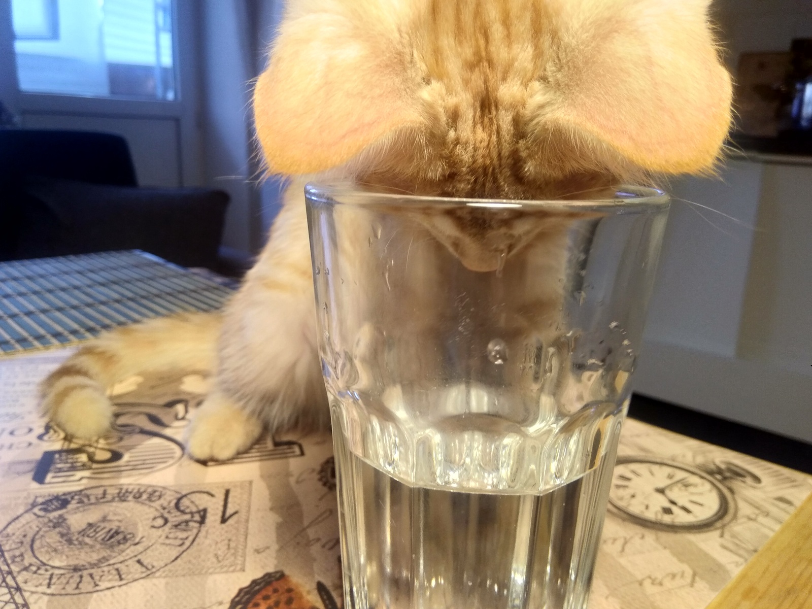 Bubbles - My, cat, Water, Cup