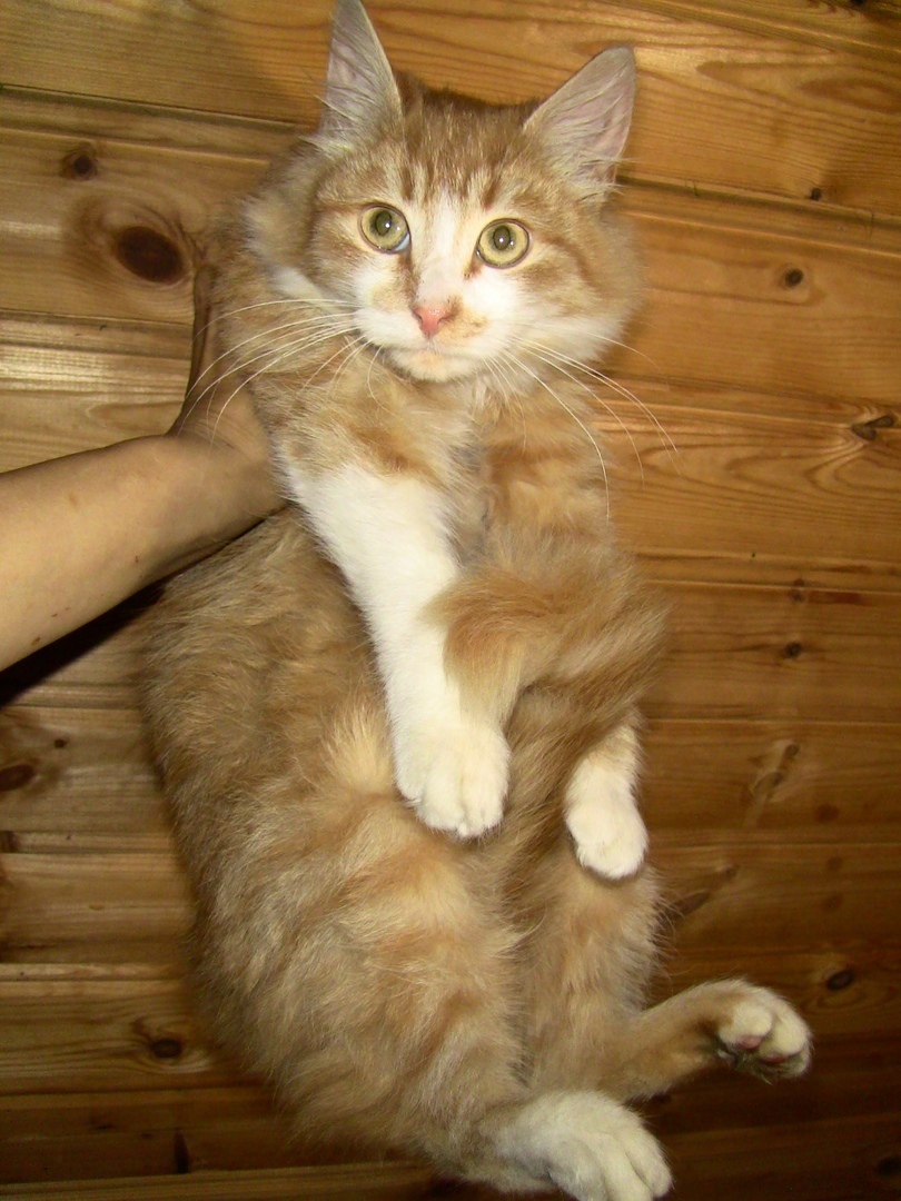 Arseny is looking for a home. Red, fluffy, 4.5 months (St. Petersburg) - My, cat, Kolpino, Volunteering, Longpost, Saint Petersburg, Help, In good hands, No rating, Helping animals