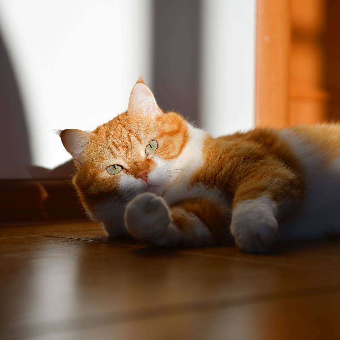 Ginger! - My, cat, Catomafia, Longpost