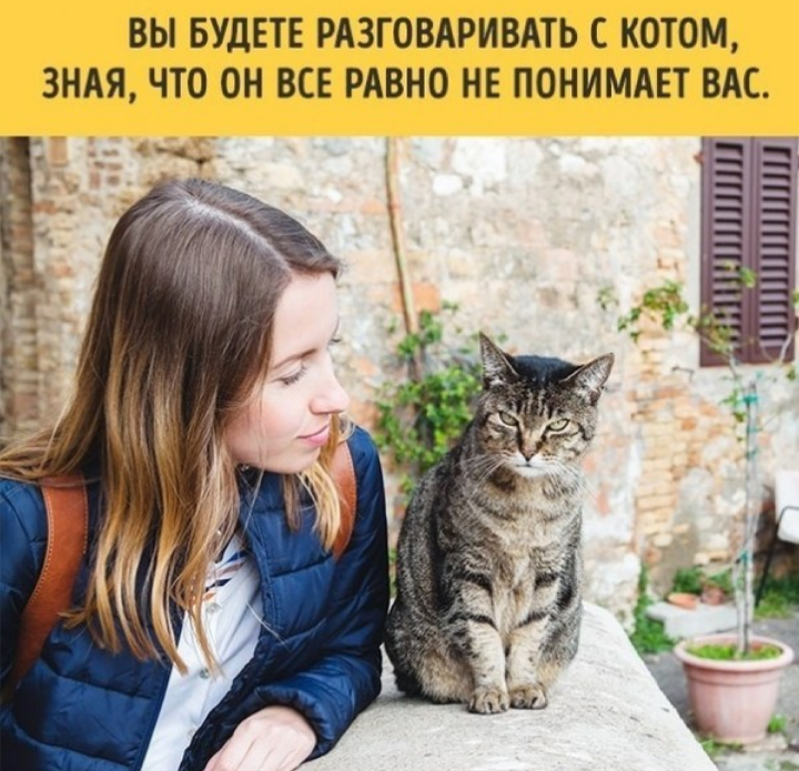 If you have a cat - cat, Picture with text, From the network, Longpost