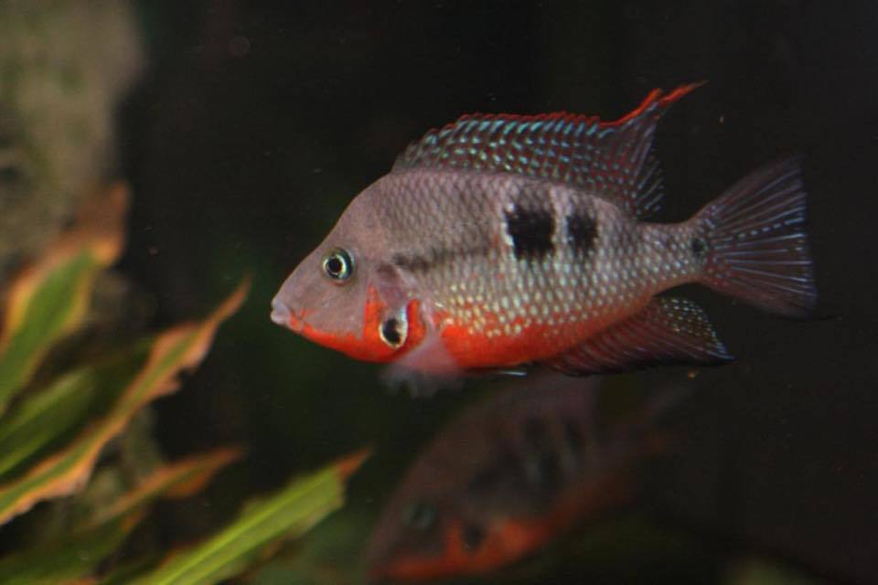 Cichlazoma of our teammate - Aquarium fish, Cichlids