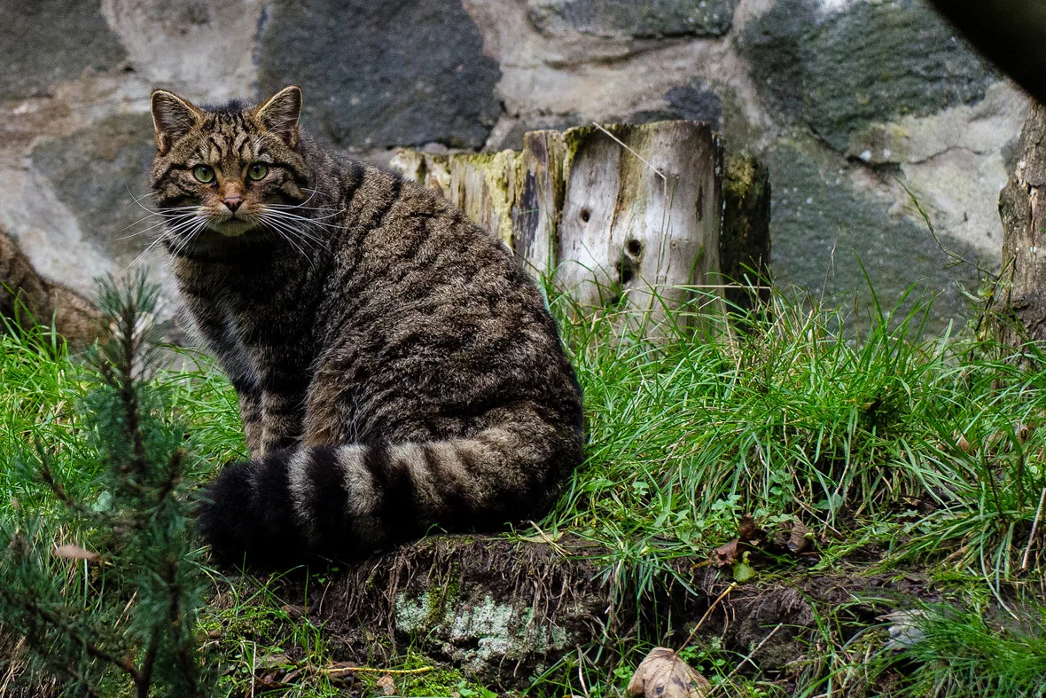 Шотландский лесной кот - Кот, Лесной кот, Фотография