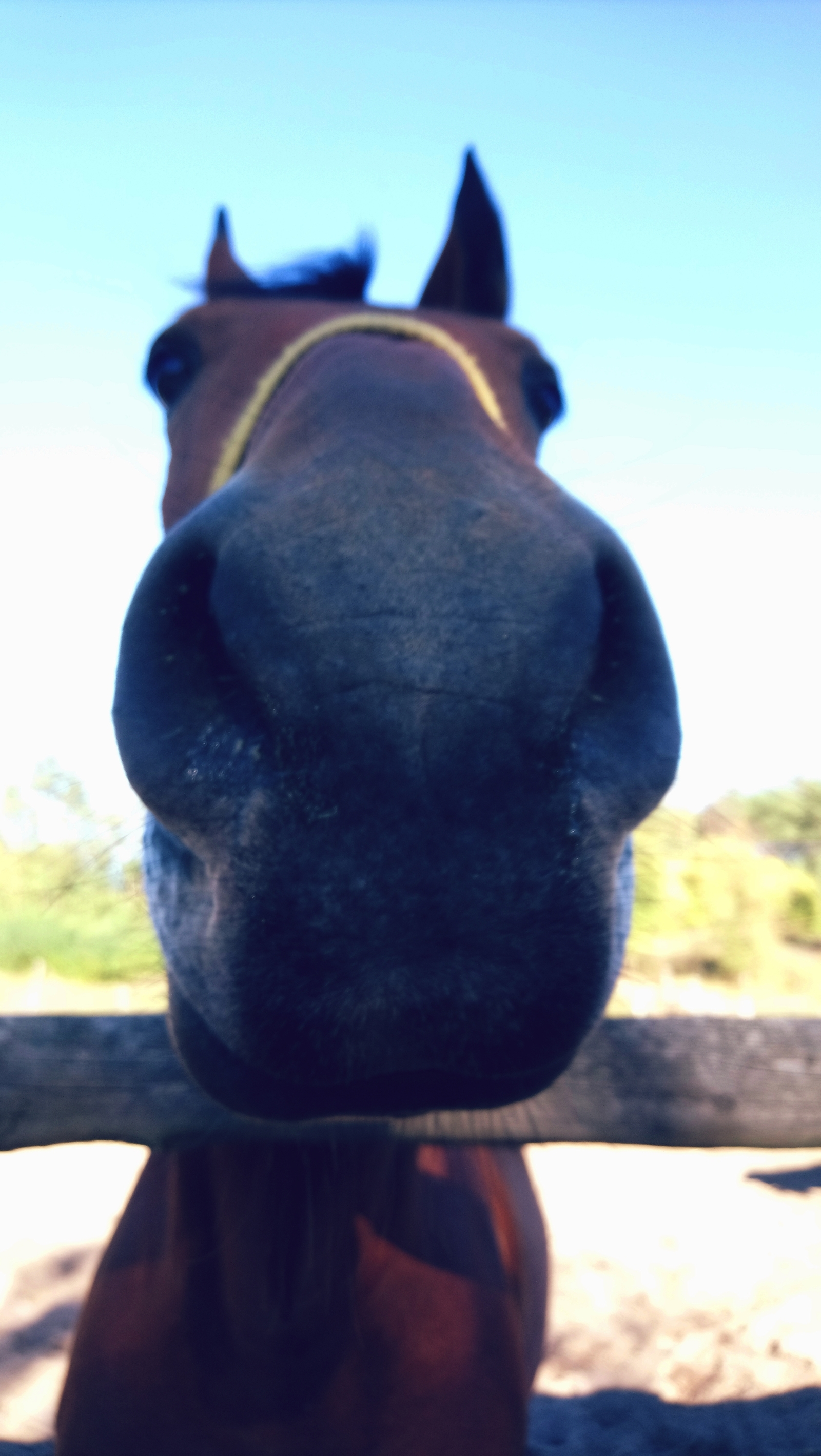 Who is here?) - My, Horses, Nose, Photo on sneaker, Animals, Love