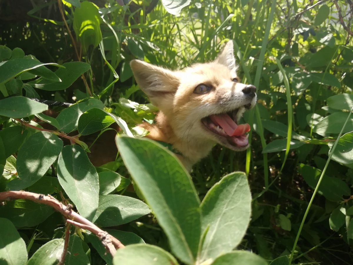 A Siberian woman brought a tame fox at home - he eats cat food and weaned the hostess's husband from throwing socks - Fox, Siberia, , Novosibirsk, Video, Longpost, Fox cubs, Domestic fox