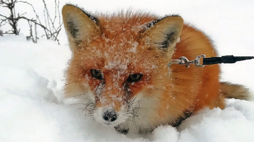 A Siberian woman brought a tame fox at home - he eats cat food and weaned the hostess's husband from throwing socks - Fox, Siberia, , Novosibirsk, Video, Longpost, Fox cubs, Domestic fox