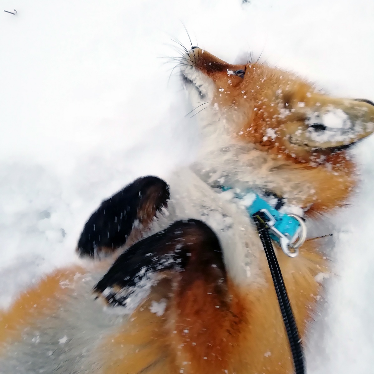 A Siberian woman brought a tame fox at home - he eats cat food and weaned the hostess's husband from throwing socks - Fox, Siberia, , Novosibirsk, Video, Longpost, Fox cubs, Domestic fox