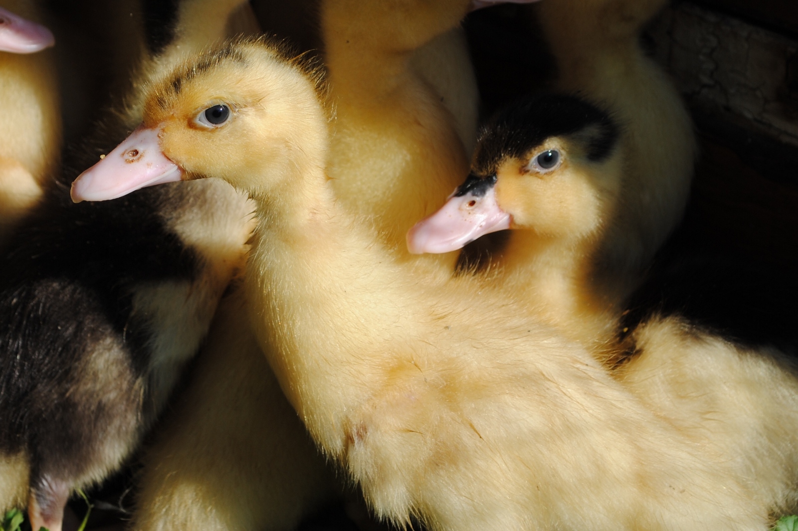 Ducklings - My, Birds, Duck, The photo