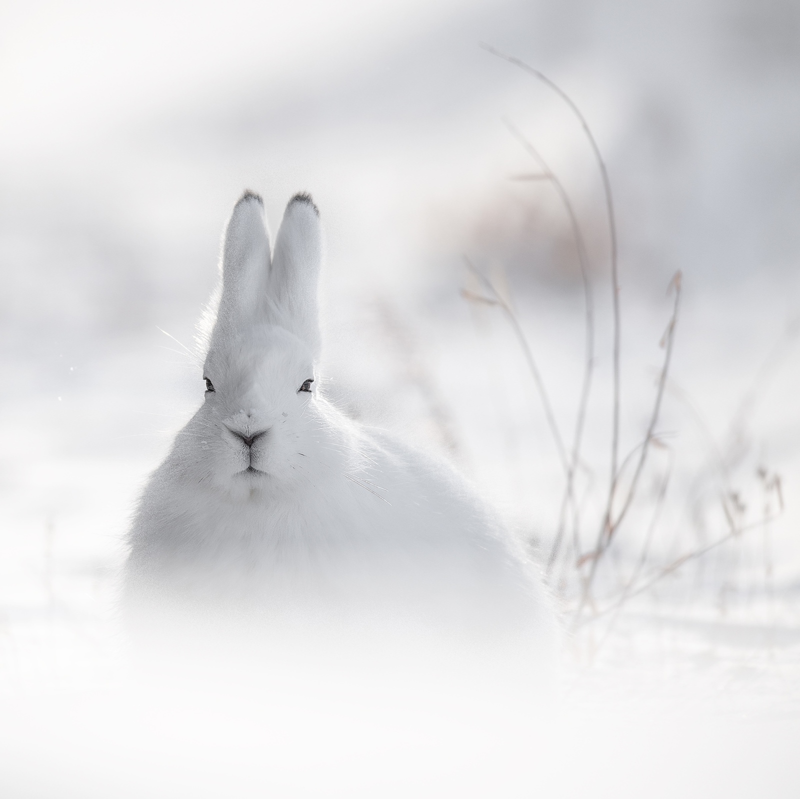 Serious hare - Hare, Animals, The photo, Milota