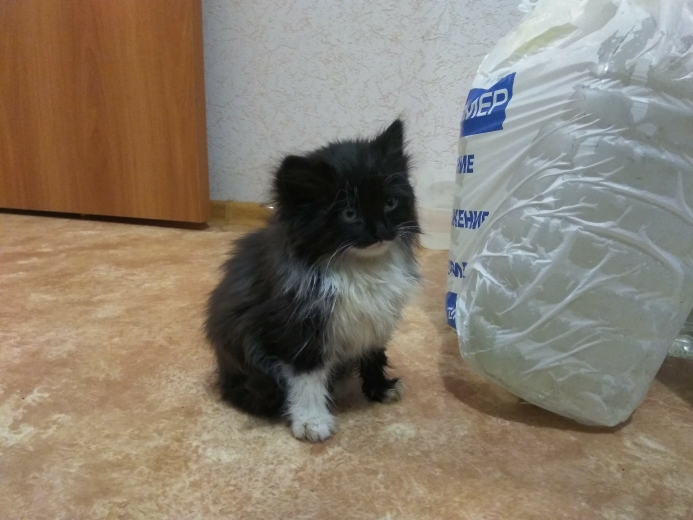 Kittens for free - My, Kittens, Is free, Longpost, cat, Voronezh, Help, In good hands, No rating, Helping animals