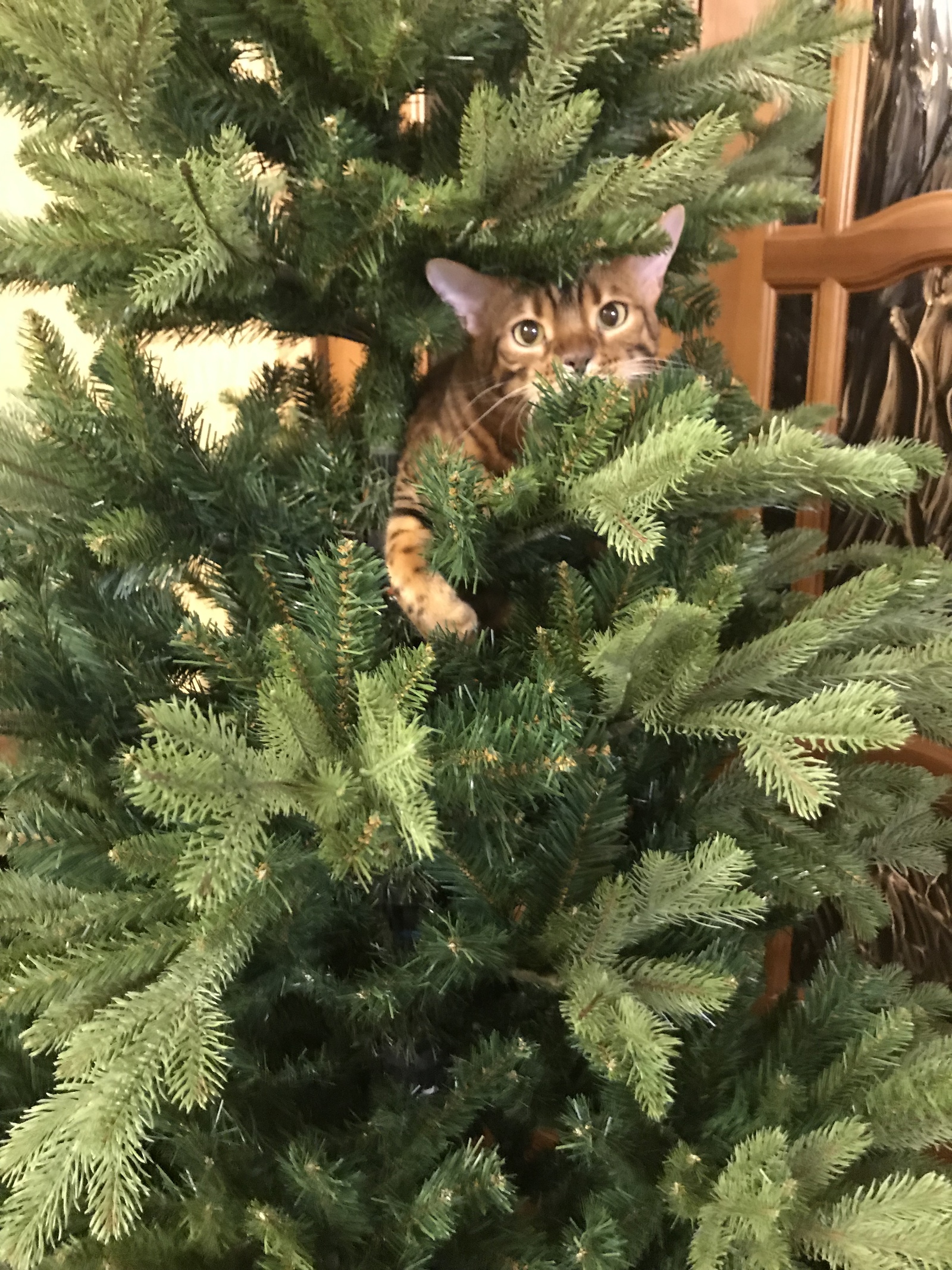 The holiday comes to us - My, Catomafia, Christmas trees, cat, Longpost