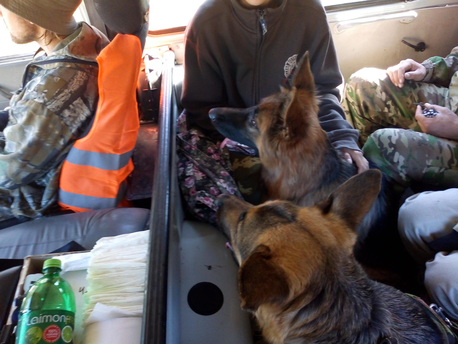 Dogs at work - My, Dog, Labrador, German Shepherd, , Longpost