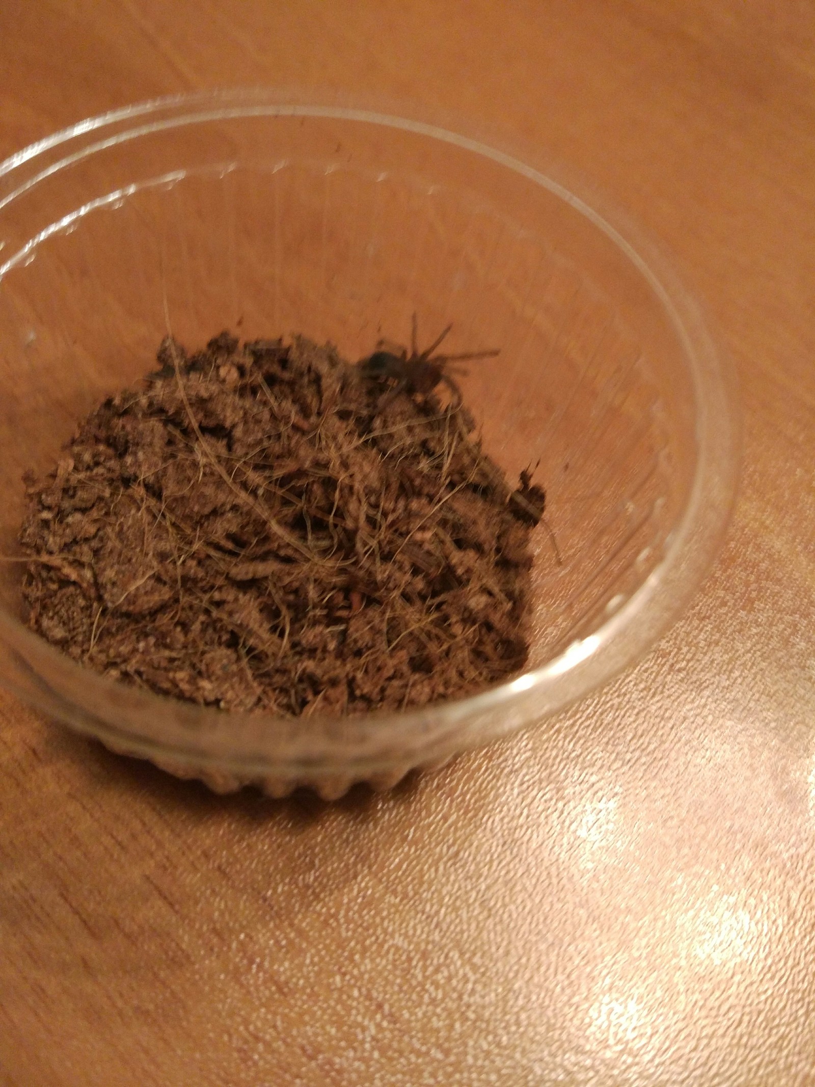 New spiders - My, Bird spiders, Tarantula, Spider, Arachnids, Longpost