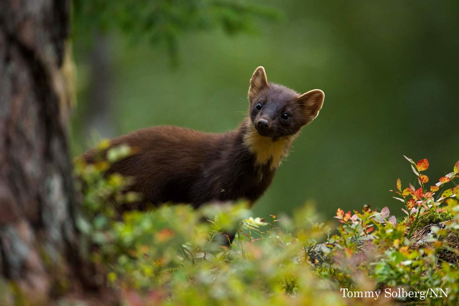 curious marten - Marten, Animals, The photo, Milota