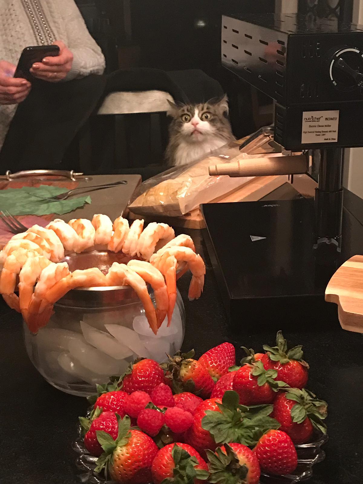 Sight - cat, The photo, Shrimps