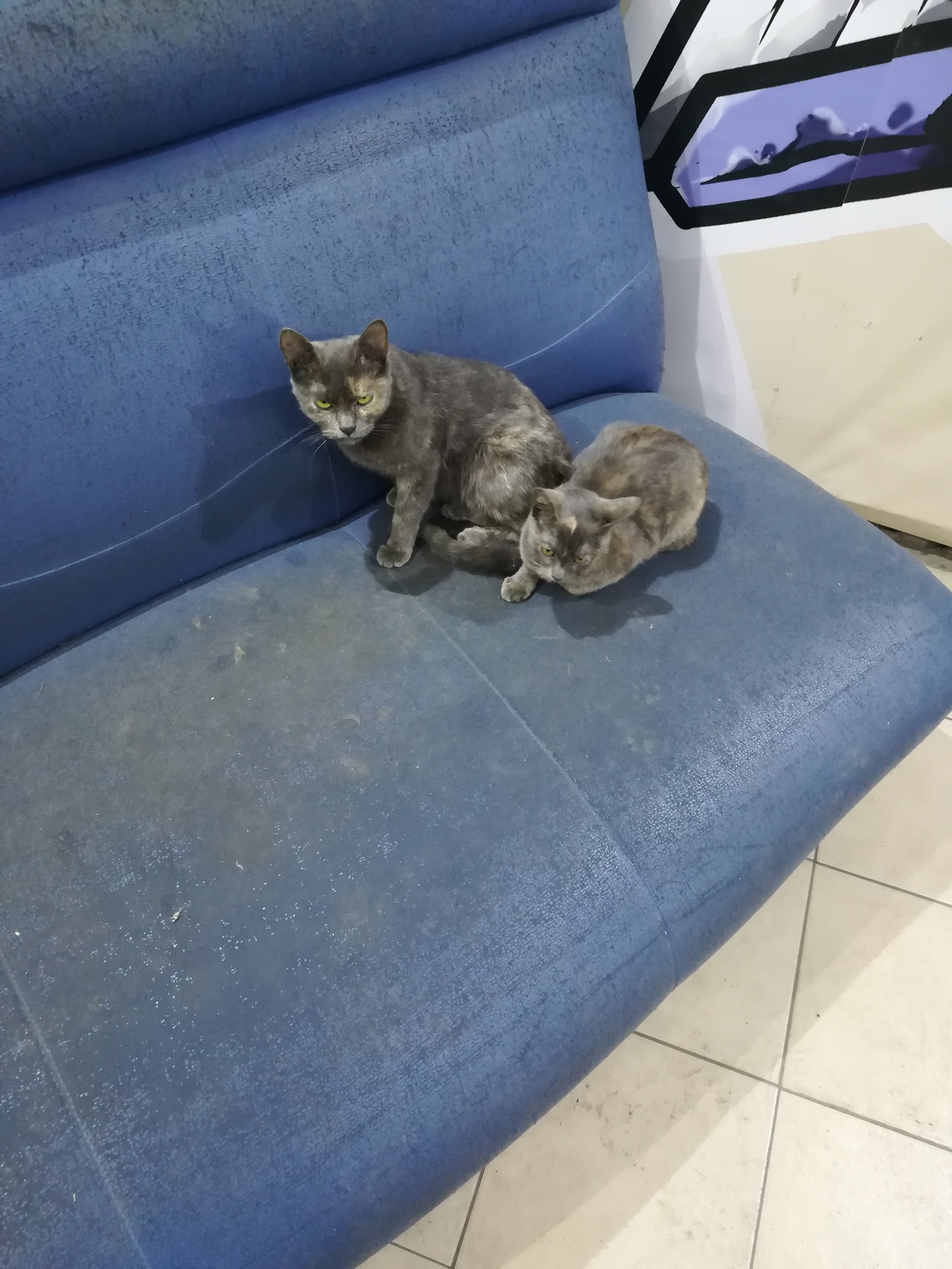 Kittens are looking for a home! - cat, No rating, Longpost, In good hands, Moscow