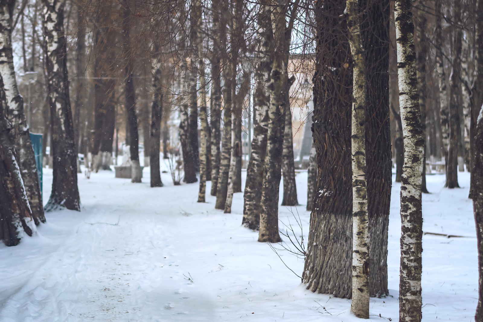 Winter... - My, Nikon d5300, Nikkor 50mm, Winter, Tutaev, Snowfall, Snowflake, Longpost, The photo