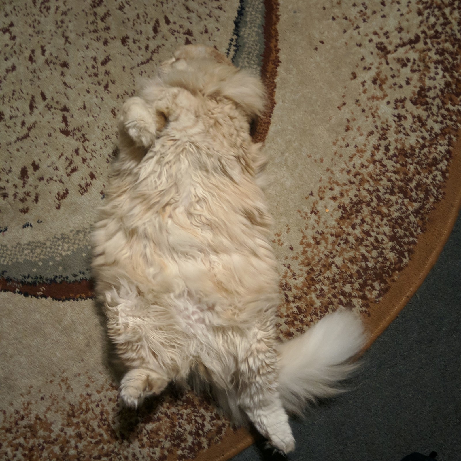 Kitty-oborMotya - My, cat, Lop-eared, Fat man, The bone is fluffy, Longpost, Fullness