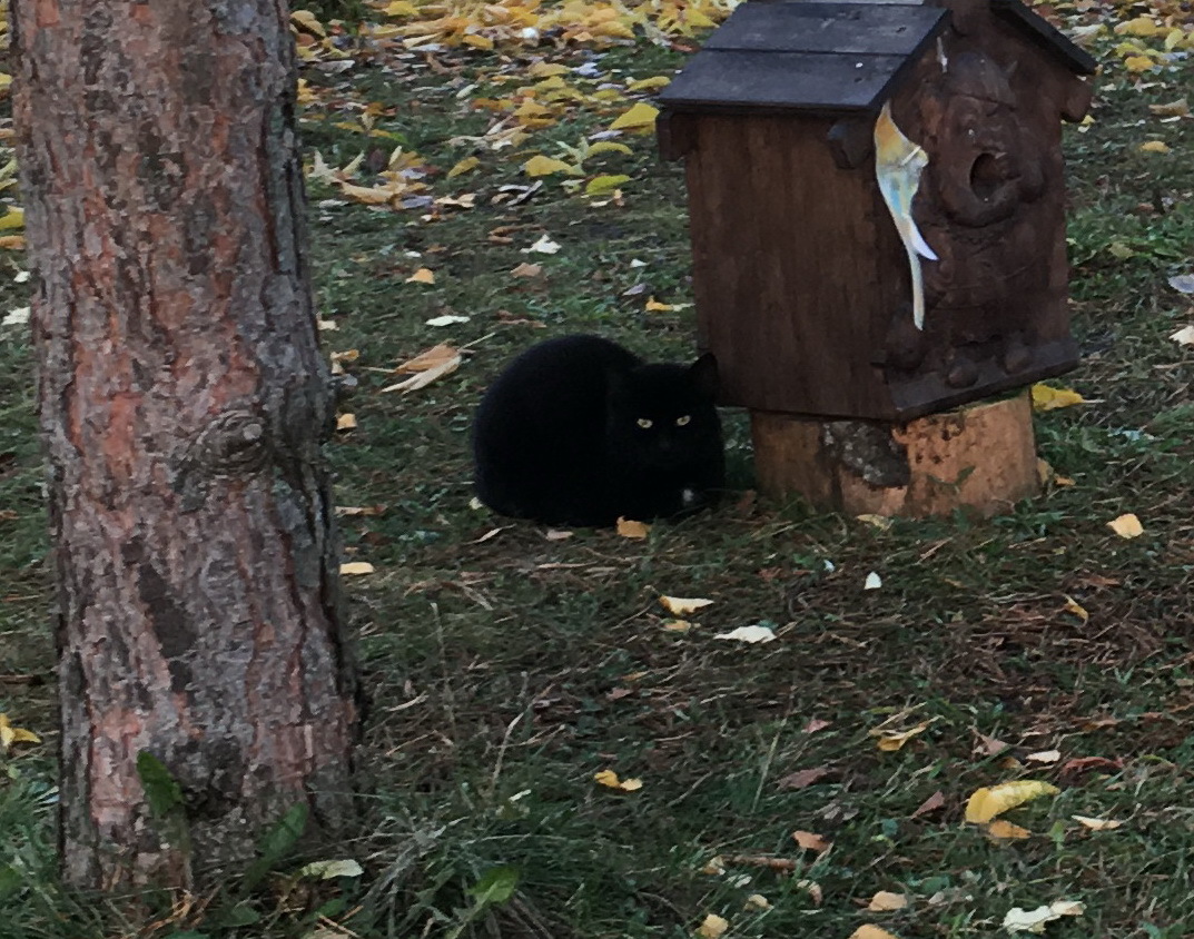 Bird Dining Room - My, , cat