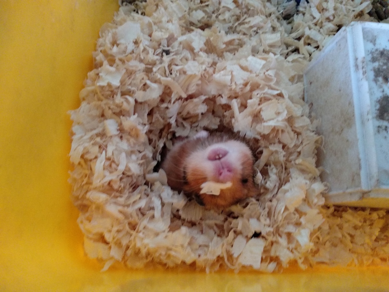 Hamster - My, Hamster, Animals, Milota, The photo