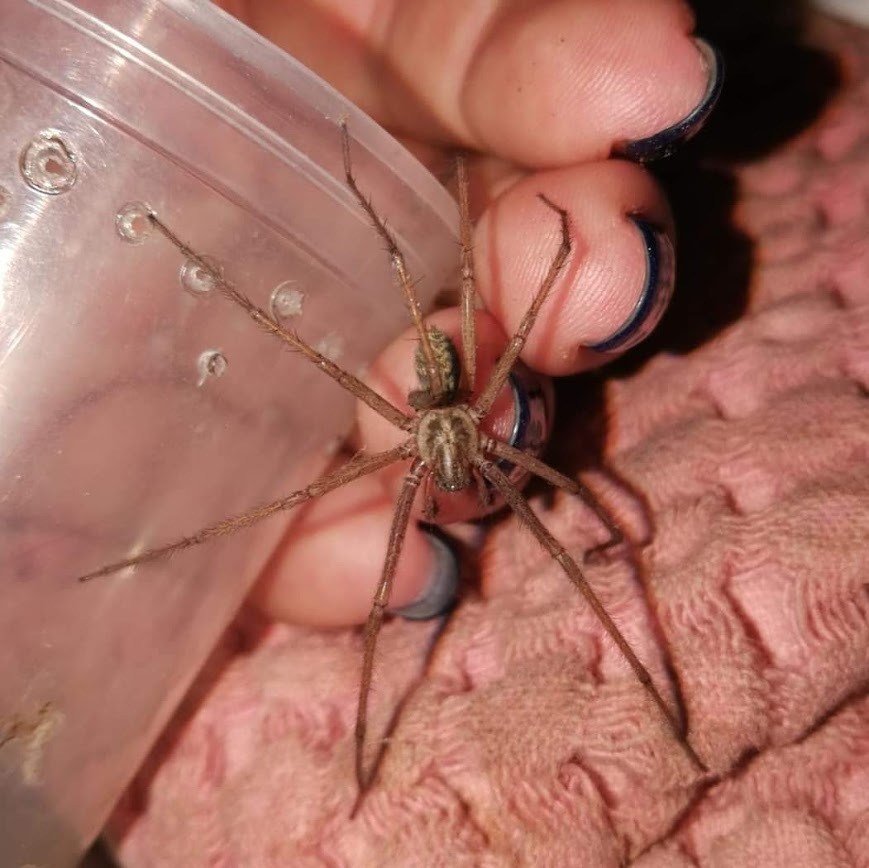 Пауки рядом с нами: гигантский домовой паук (чердачный паук) Eratigena  atrica | Пикабу