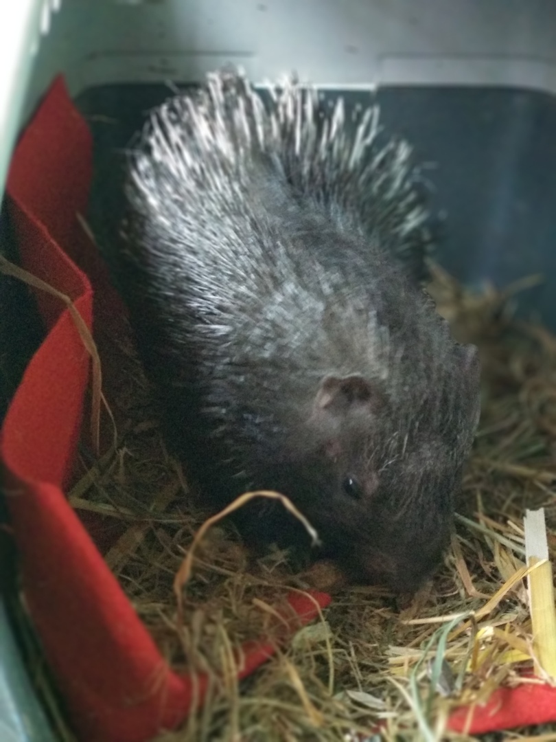 And we have a baby porcupine! - My, Animals, Milota, Porcupine, Good league, Longpost, Ferret