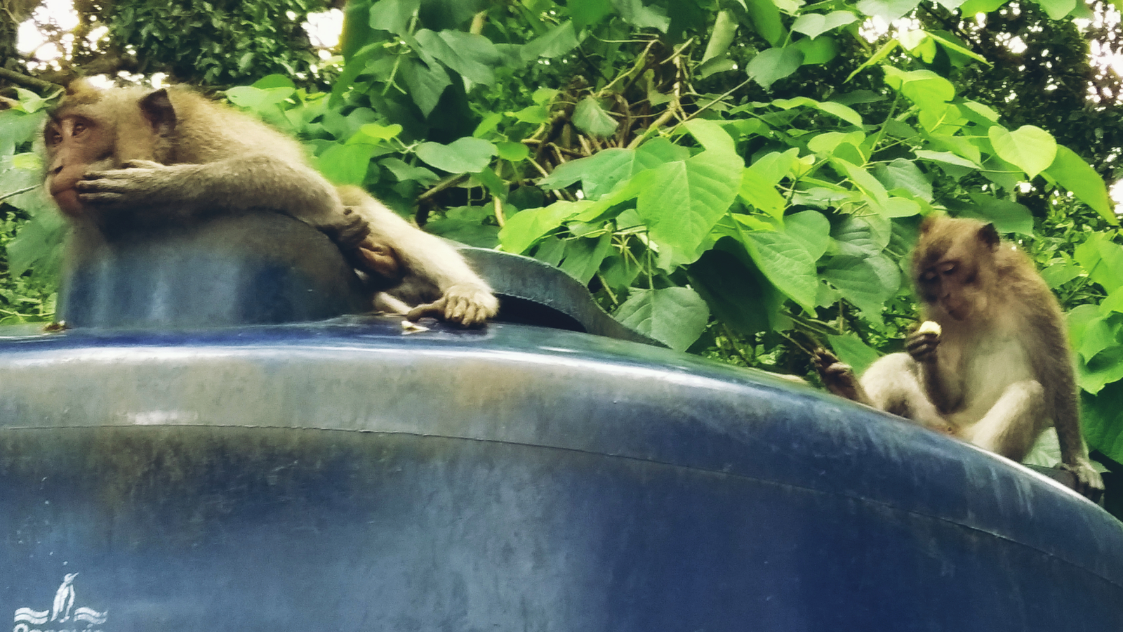 Photos from travels. Bali. Drama in the family of monkeys. - My, Monkey, Family, Travels, Longpost