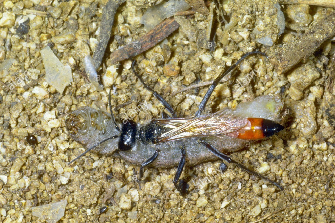 Ammophila или 