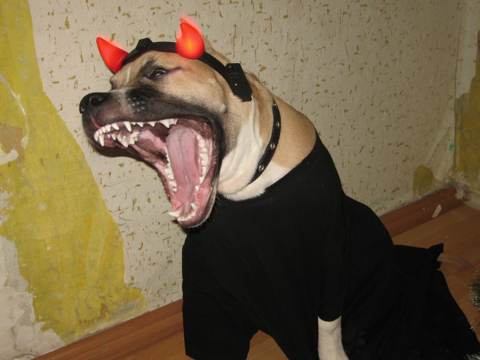 Hellish Satan - The photo, Amstaff, Dog