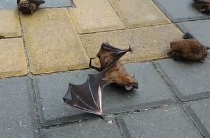 Dozens of bats on the sidewalk in the center of Rostov - Rostov-on-Don, Bat, Video, Longpost