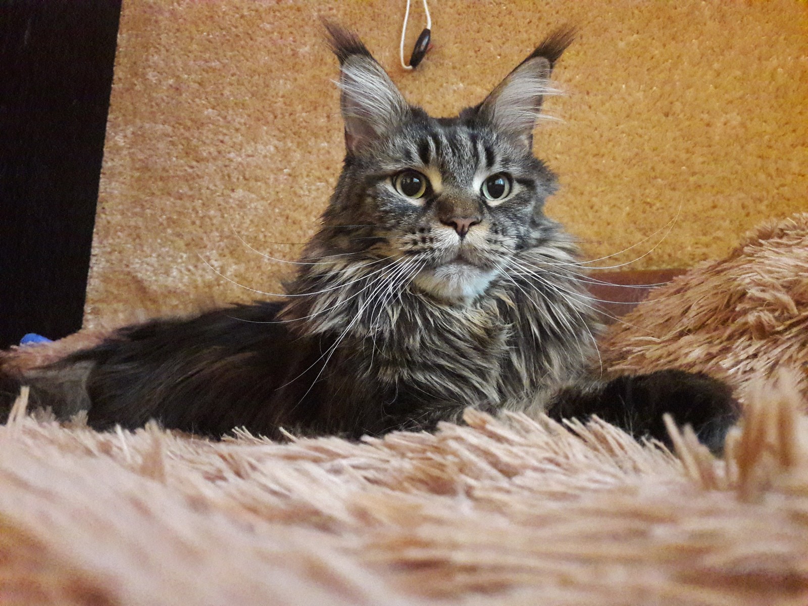 My wool pet - My, cat, Sofa troops, Pleased, Pet, Catomafia, Maine Coon, Pets