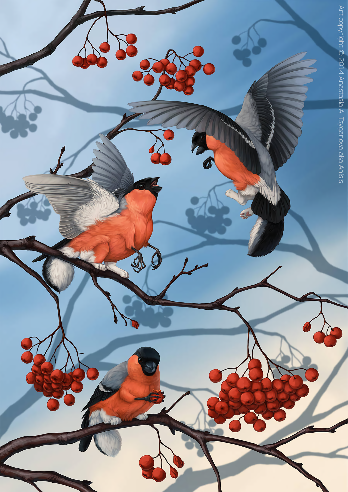 Bullfinches have arrived - Art, Bullfinches, Griffin