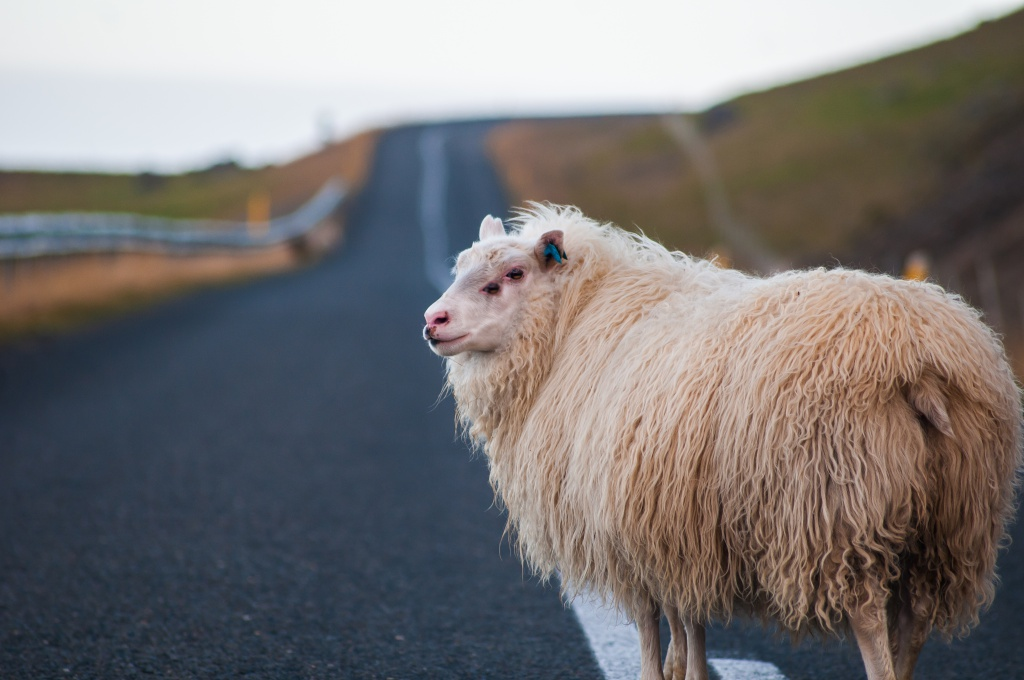 Two-eyed #sheep got lost on the Moscow Ring Road - My, news, Animals, Images, MKAD, Road, Fake, Mystic, Joke