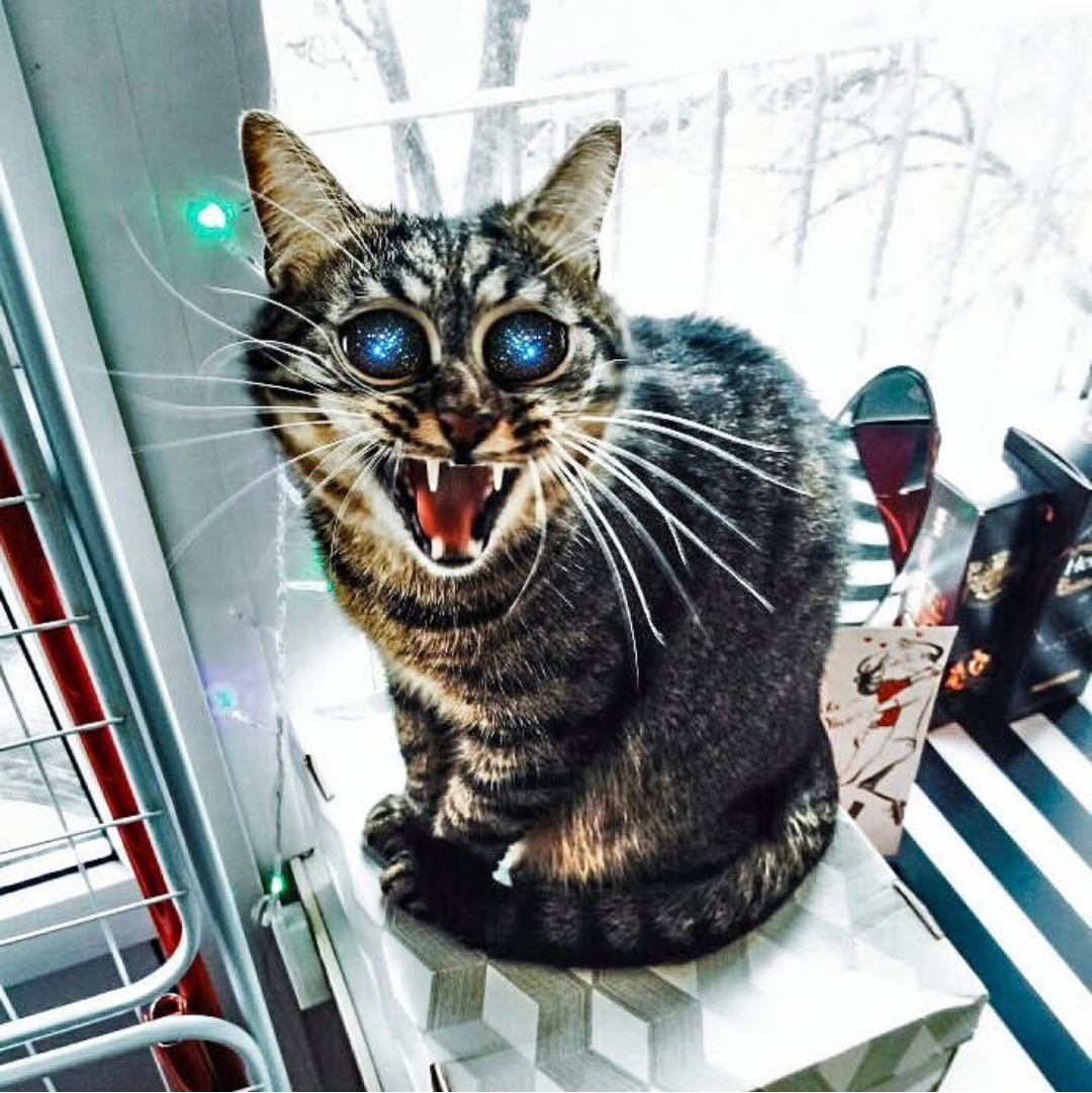 Космокотик | Пикабу