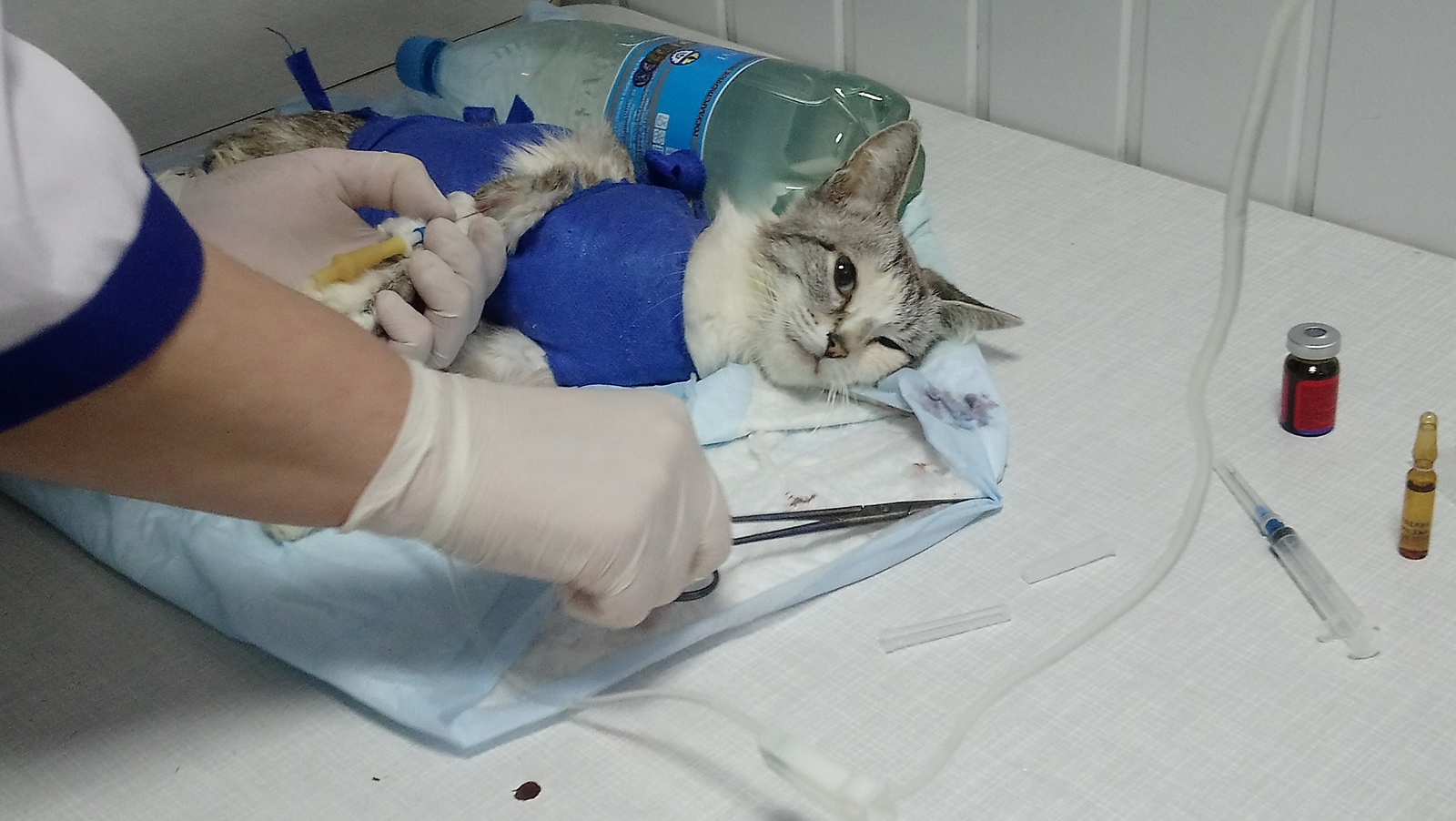 Found a dead (no) cat 4 - My, Drying, cat, , Надежда, Video, Longpost, Vet, Animal Rescue