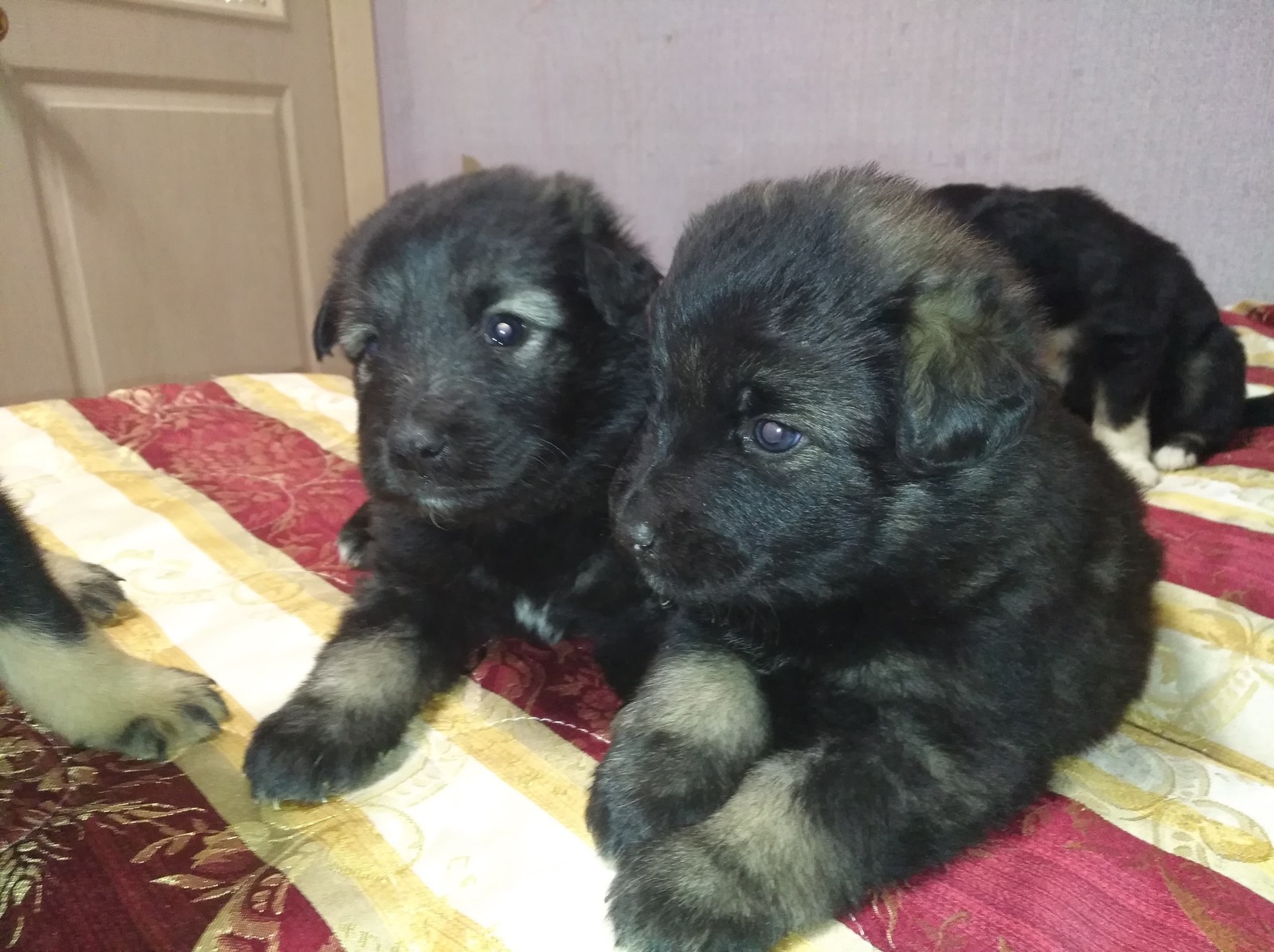 Great gift for the New Year!!! - Puppies, Longpost, Dog, In good hands, Moscow, Ryazan, No rating