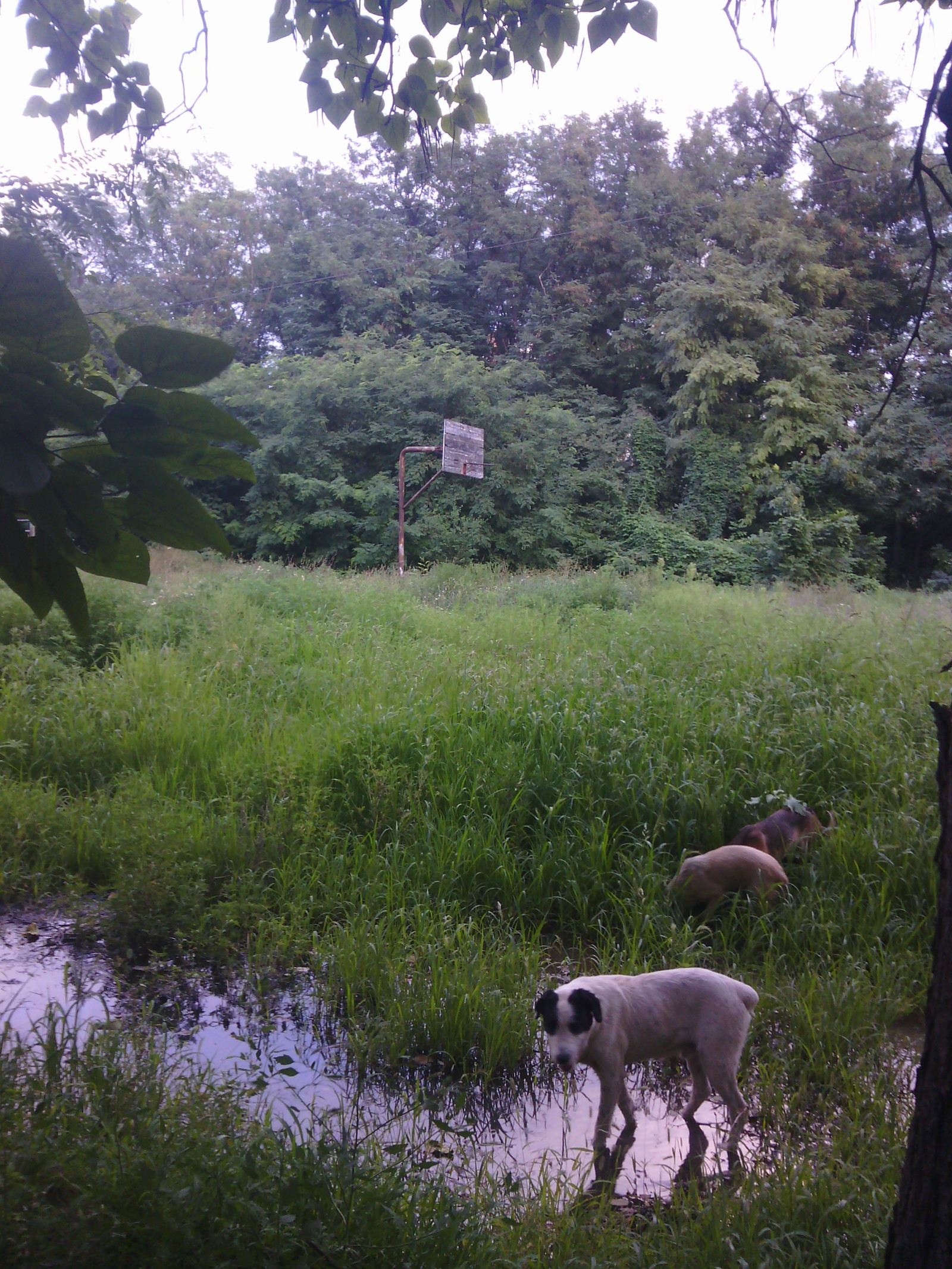 Post-apocalyptic my backyard - My, The photo, Abandoned