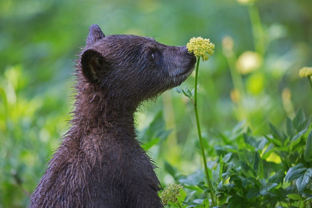 Esthete - The Bears, Young, The photo, Milota