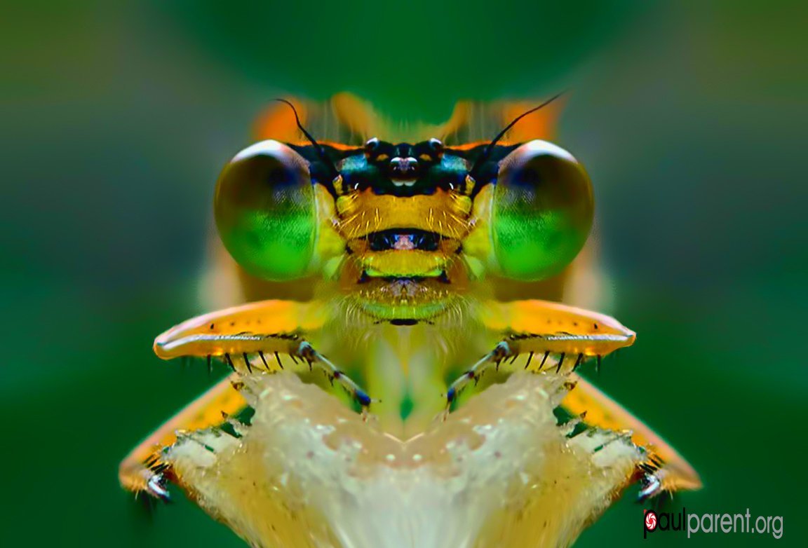 Close-up portraits of insects - Nature, Insects, Portrait, Macro, Longpost, The photo, Macro photography