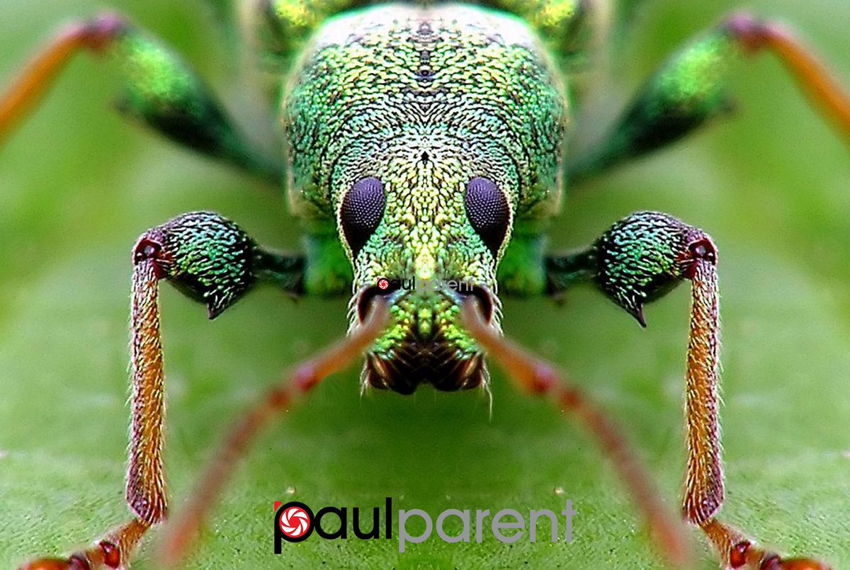 Close-up portraits of insects - Nature, Insects, Portrait, Macro, Longpost, The photo, Macro photography