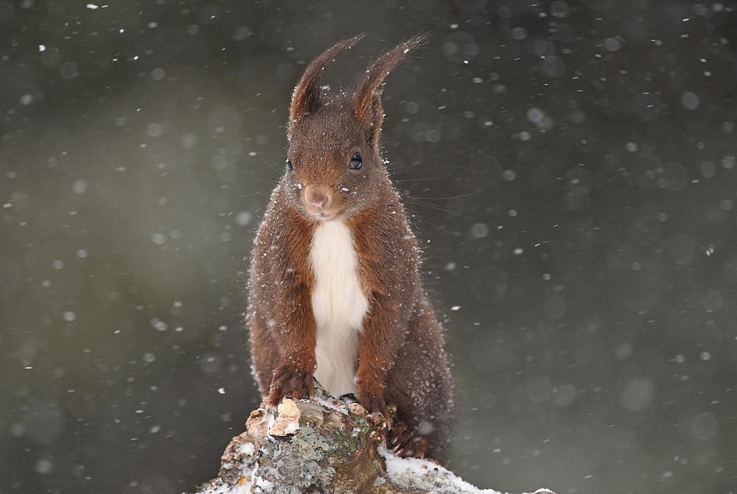 Squirrel epic - Squirrel, Brutality, Snow, The photo