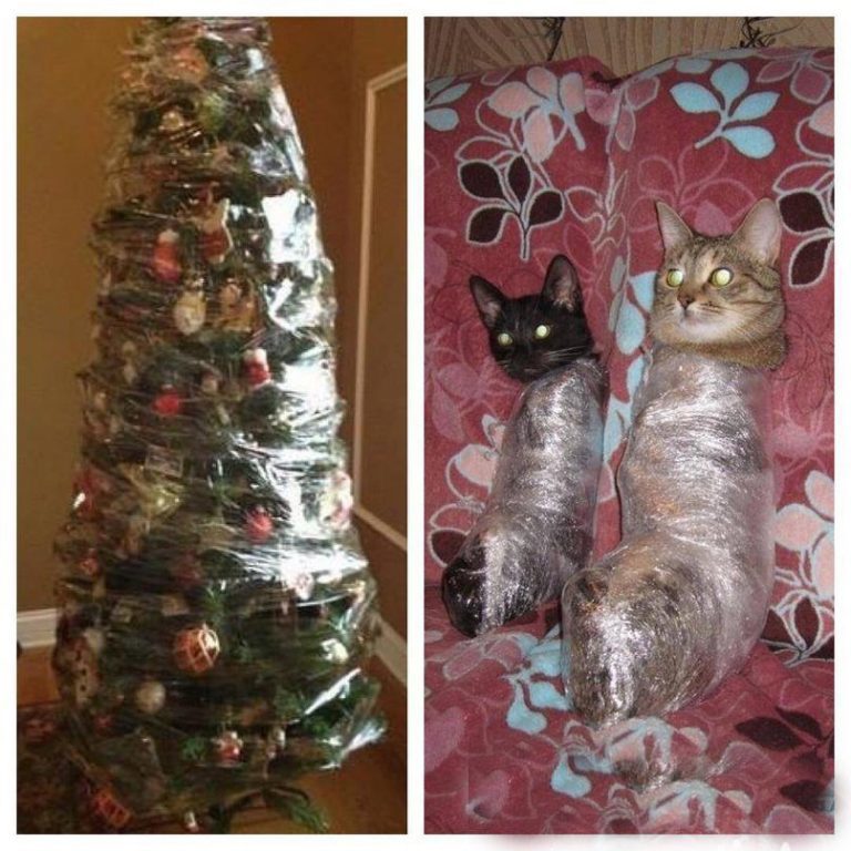 In England they sell Christmas trees for cat owners - Christmas trees, cat