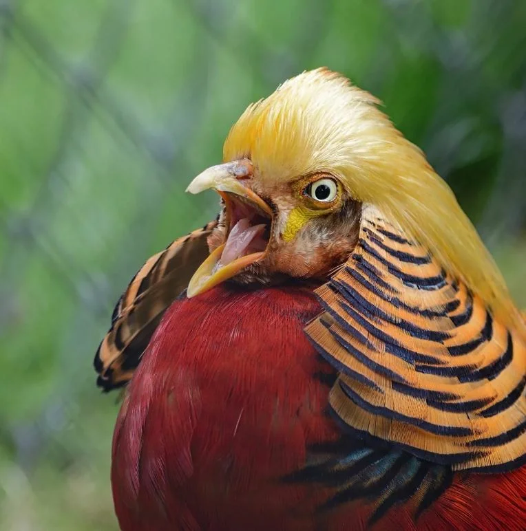 Golden Pheasant: Cute boys are embarrassing! - My, Golden pheasant, Birds, Animals, Wild animals, Humor, Nature, Animal book, Longpost, Zoology, GIF