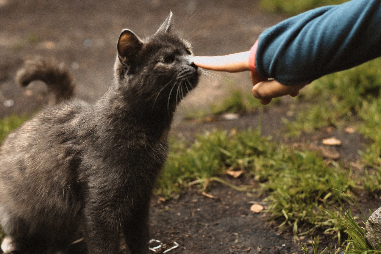 Punk! - cat, Milota, The photo, pun, Boop