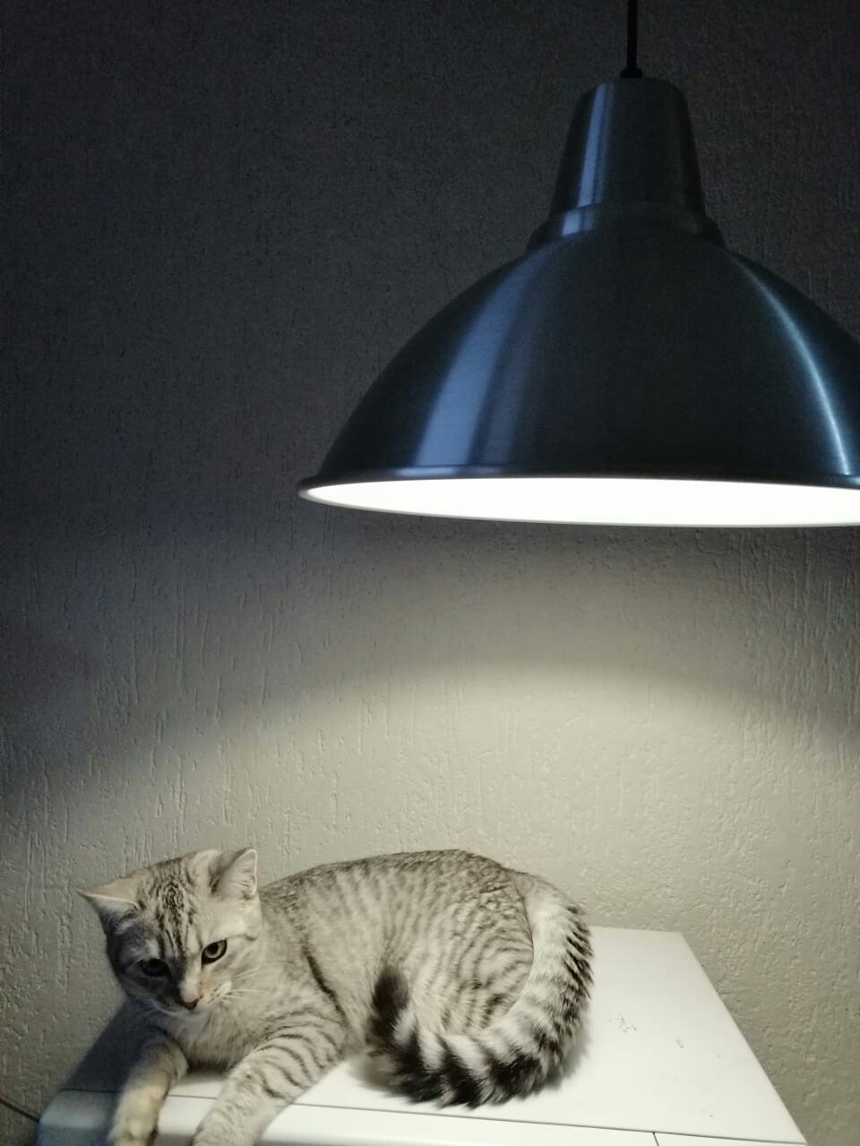 Serious Cat Lamp - My, cat, Cat with lamp