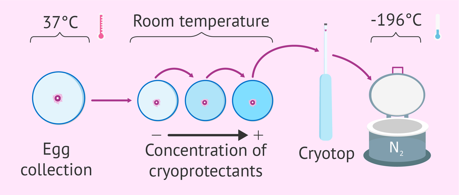 ART: basic concepts and technologies - My, Embryology, Art, Reproduction, Health, Longpost