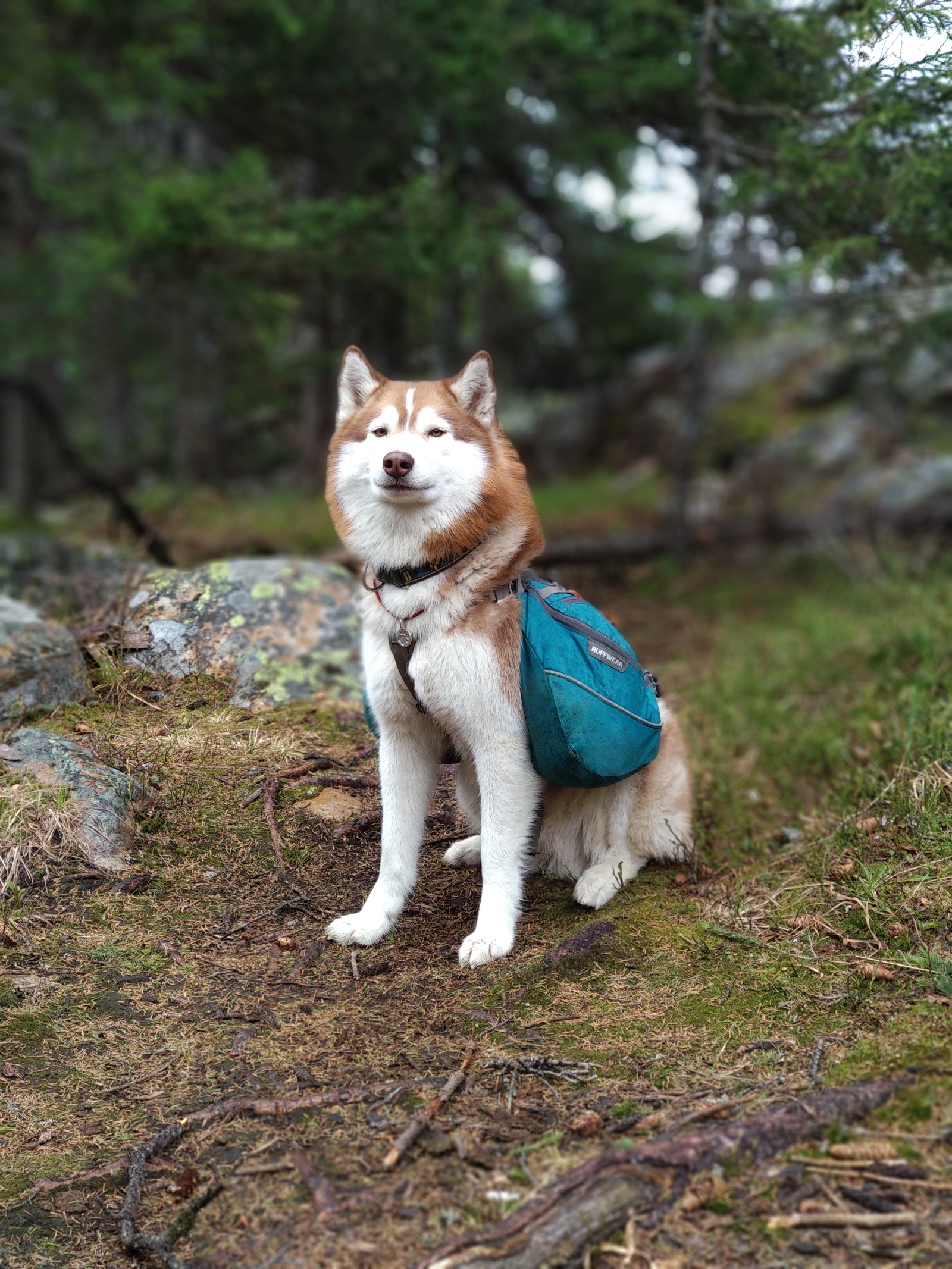 Hiker's best friend - My, Hike, The mountains, Taganay, Ural, Nature, Dog, Friend of human, Longpost, Siberian Husky