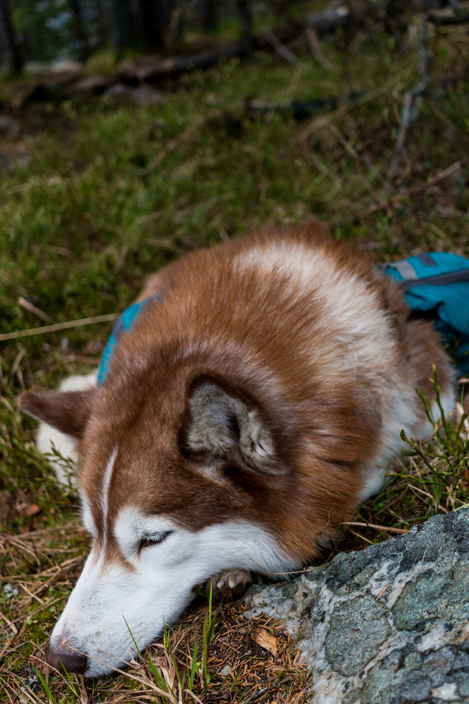 Hiker's best friend - My, Hike, The mountains, Taganay, Ural, Nature, Dog, Friend of human, Longpost, Siberian Husky